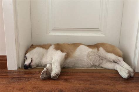 狗狗睡在門口 馬桶與大門同向化解